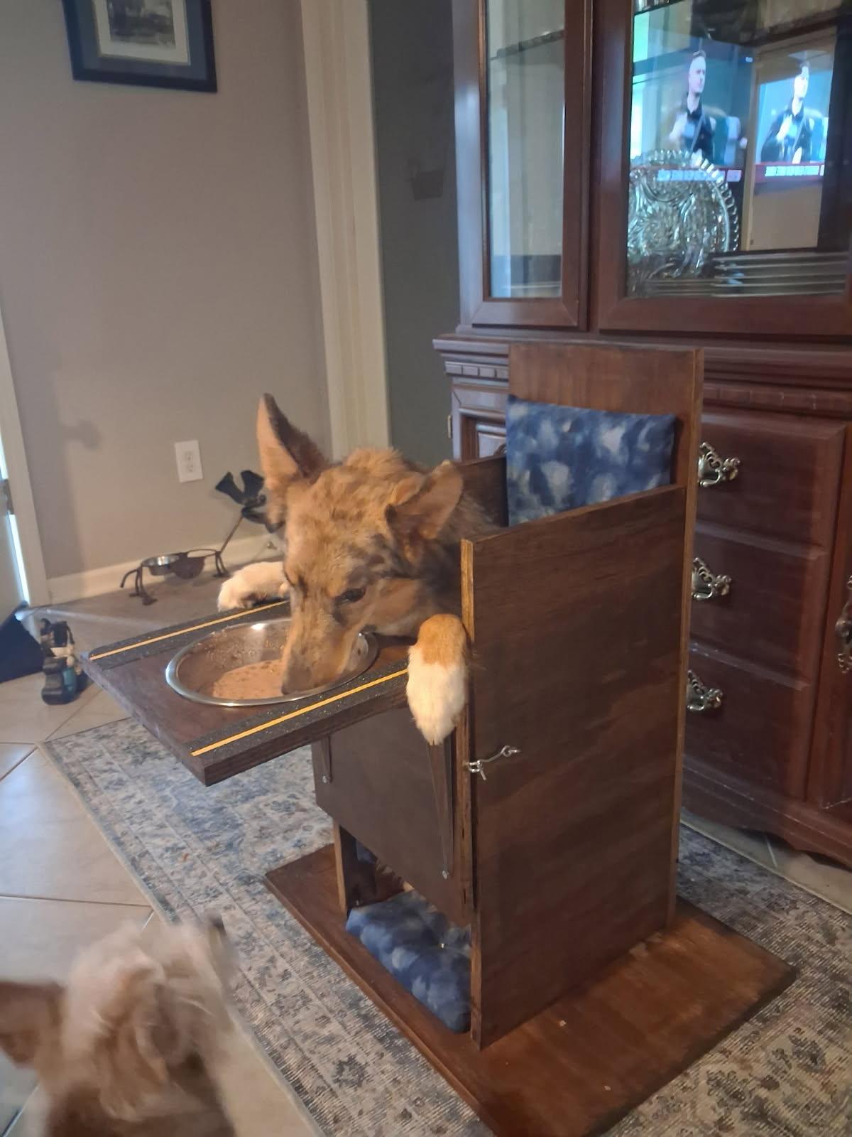 Simba, an adoptable mixed breed in Clinton, MO image 5/5