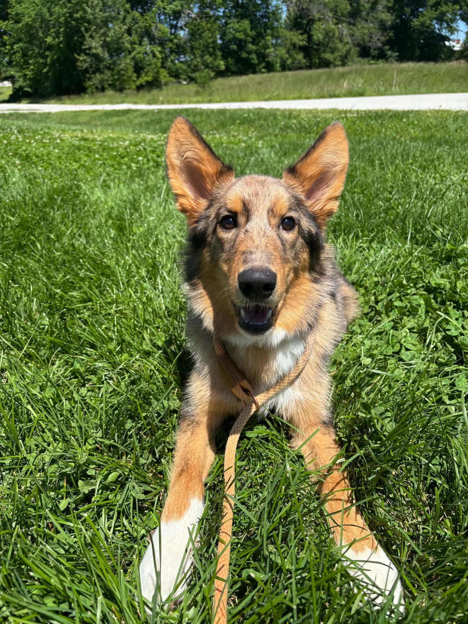 Simba, an adoptable mixed breed in Clinton, MO image 3/5