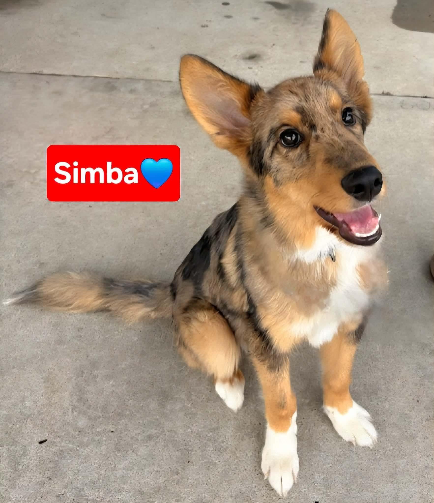 Simba, an adoptable mixed breed in Clinton, MO image 1/5