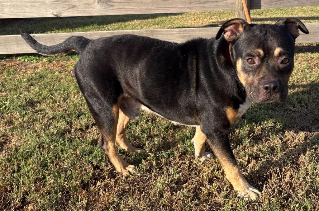 Enlarge Alan, a Adoptable American Bulldog in Wauchula, FL image 1/1