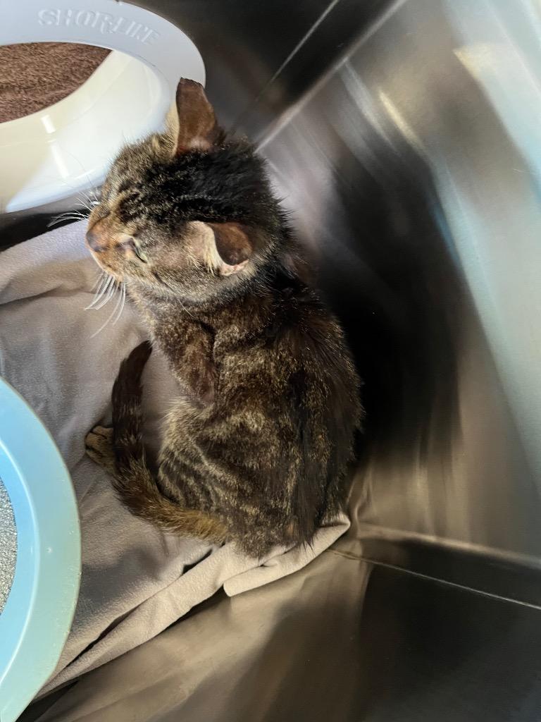 Knowles, Adopted, Senior Male Domestic Short Hair.