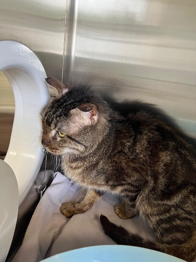 Enlarge Knowles, a Adopted mixed breed in Noble, OK image 2/2