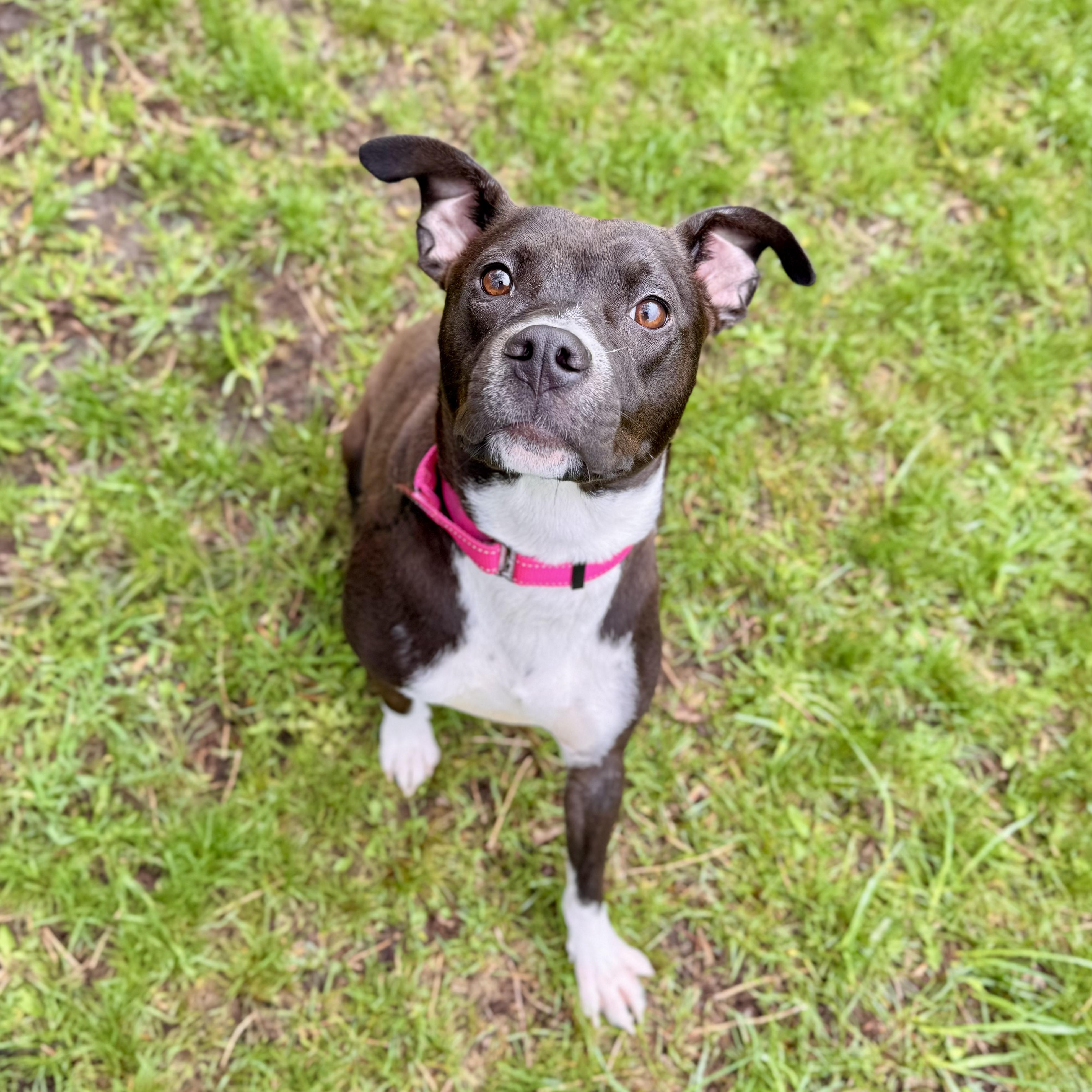 Daphne, adoptable, Young Female Mixed Breed.
