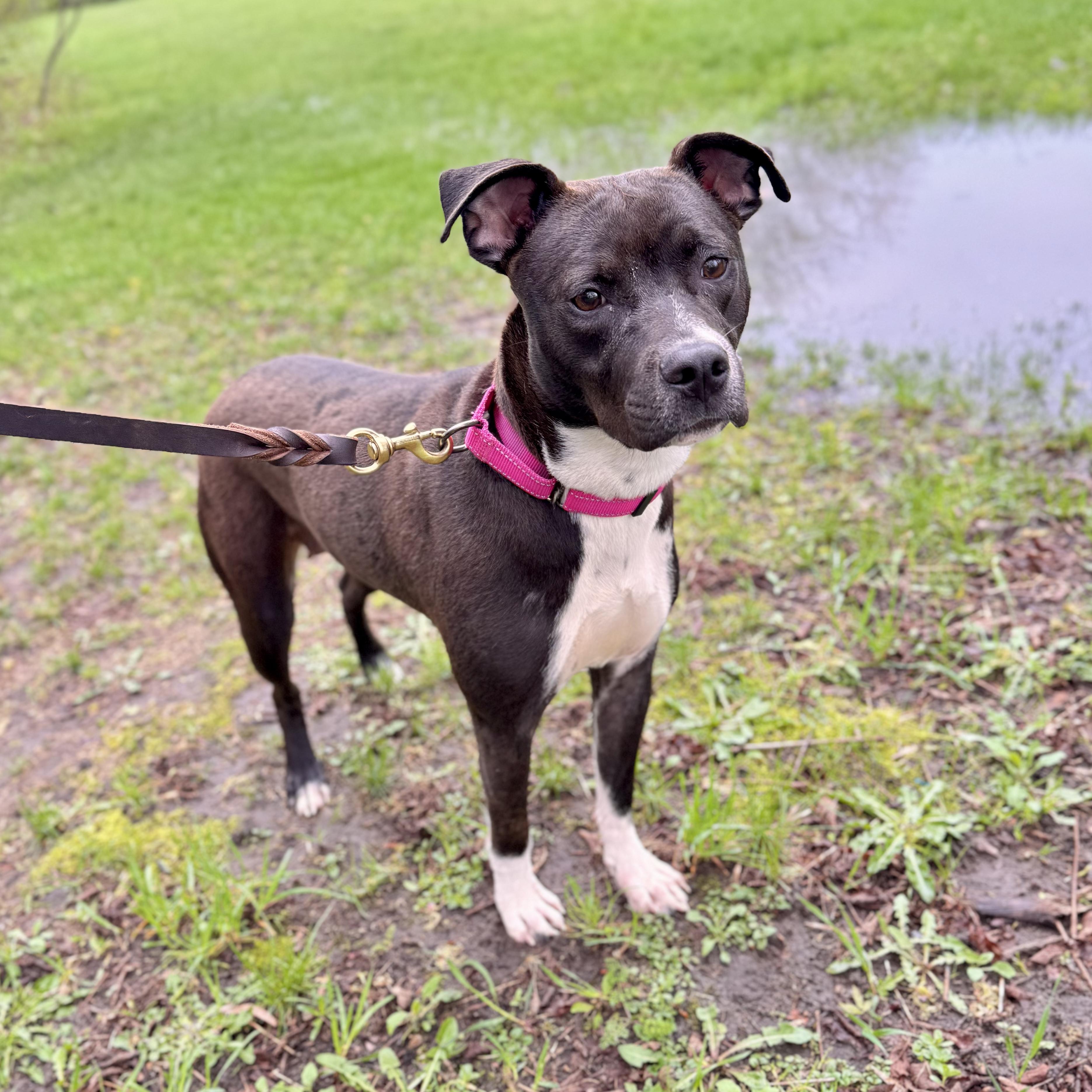 Enlarge Daphne, an adoptable Mixed Breed in Midland, MI image 3/6