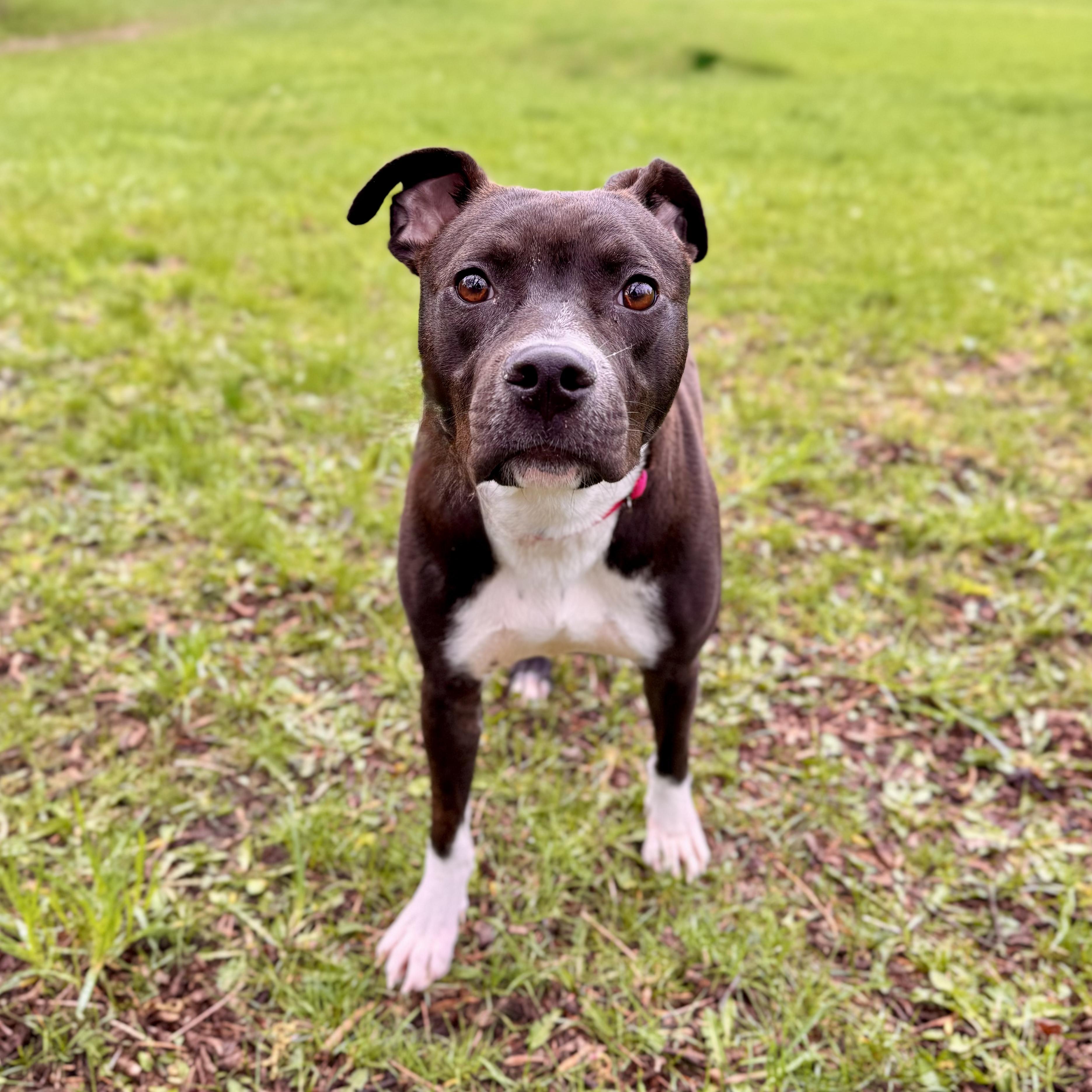 Enlarge Daphne, an adoptable Mixed Breed in Midland, MI image 2/6