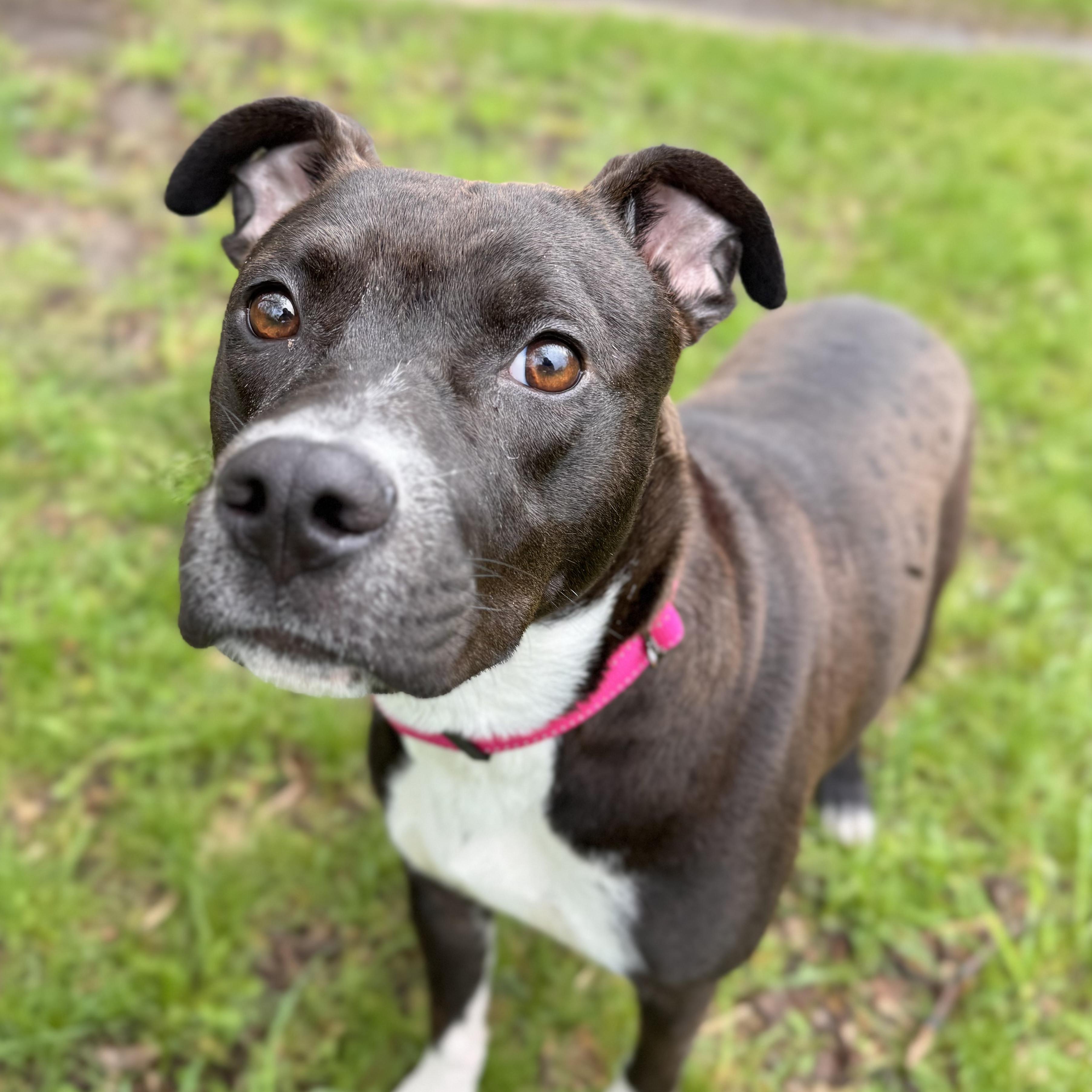 Enlarge Daphne, an adoptable Mixed Breed in Midland, MI image 6/6