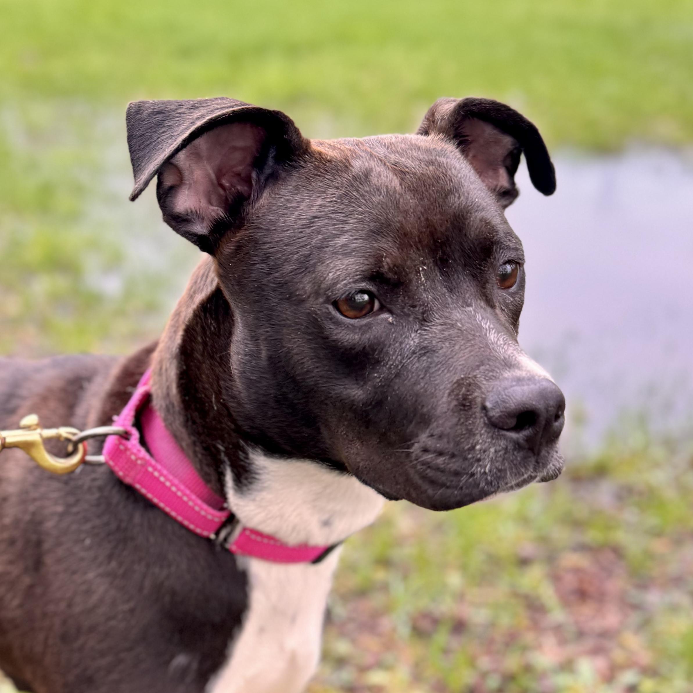 Enlarge Daphne, an adoptable Mixed Breed in Midland, MI image 5/6