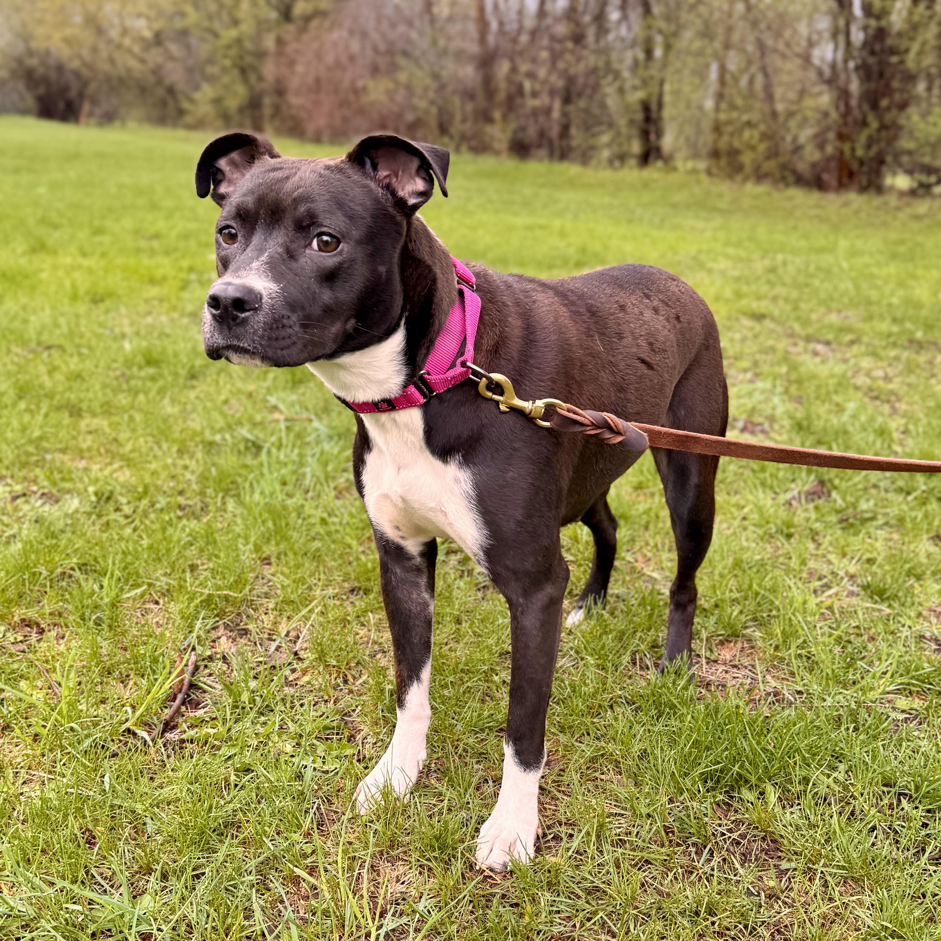 Enlarge Daphne, an adoptable Mixed Breed in Midland, MI image 4/6