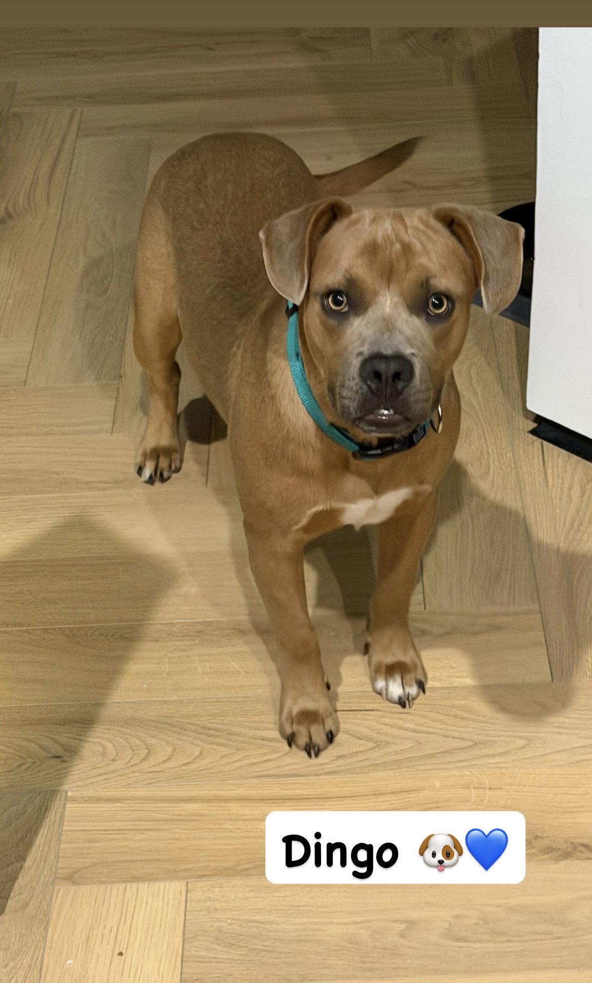 Dingo, Adoptable, Puppy Male American Staffordshire Terrier.
