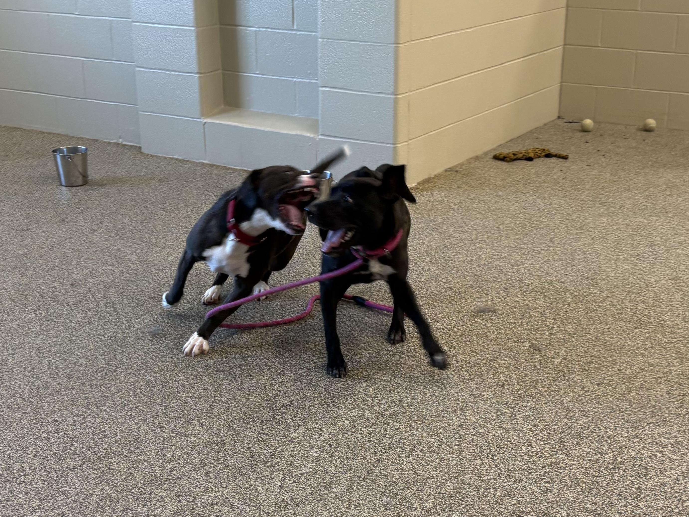 Enlarge Quest, a ADOPTABLE mixed breed in Youngstown, OH image 3/3