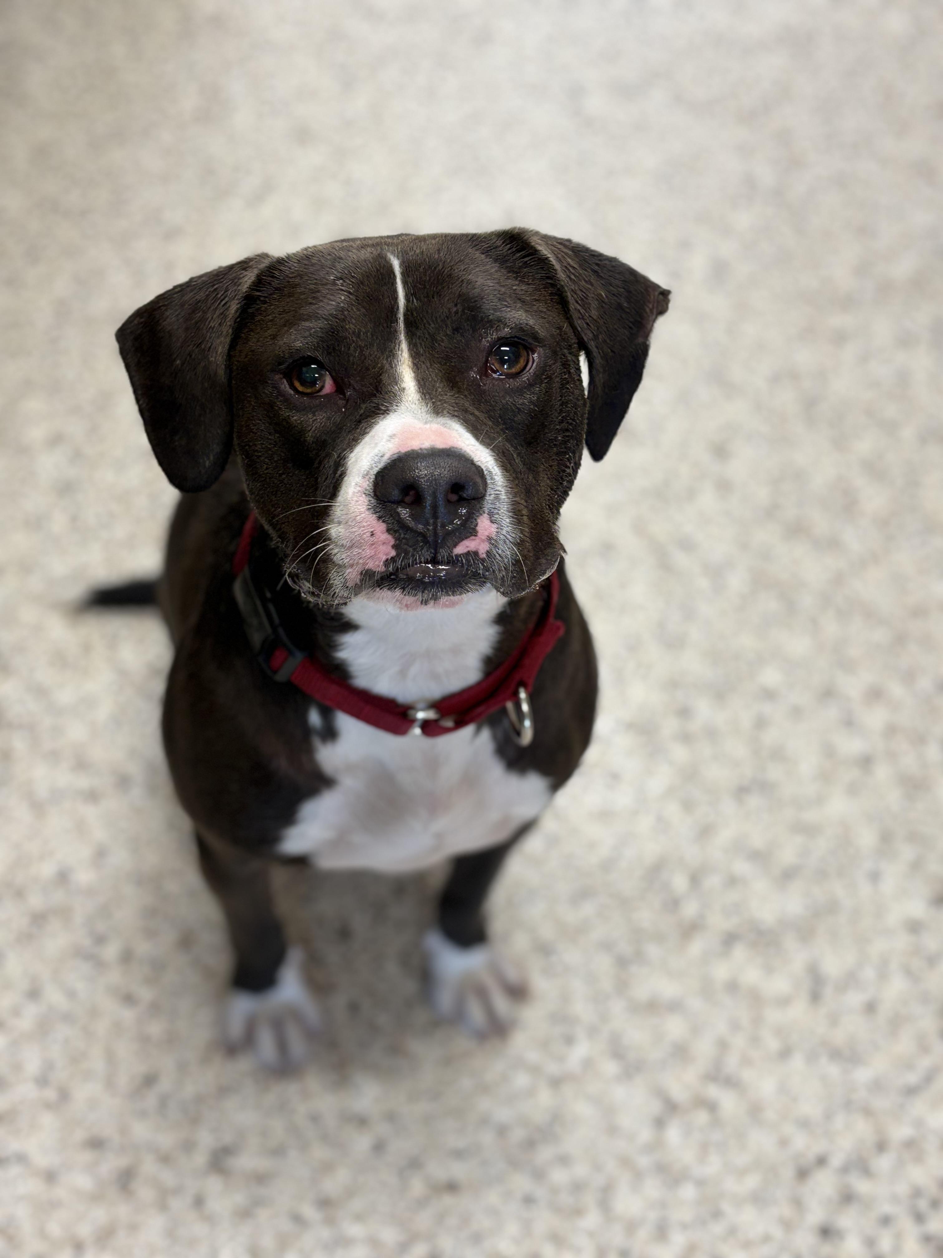 Enlarge Quest, a ADOPTABLE mixed breed in Youngstown, OH image 1/3