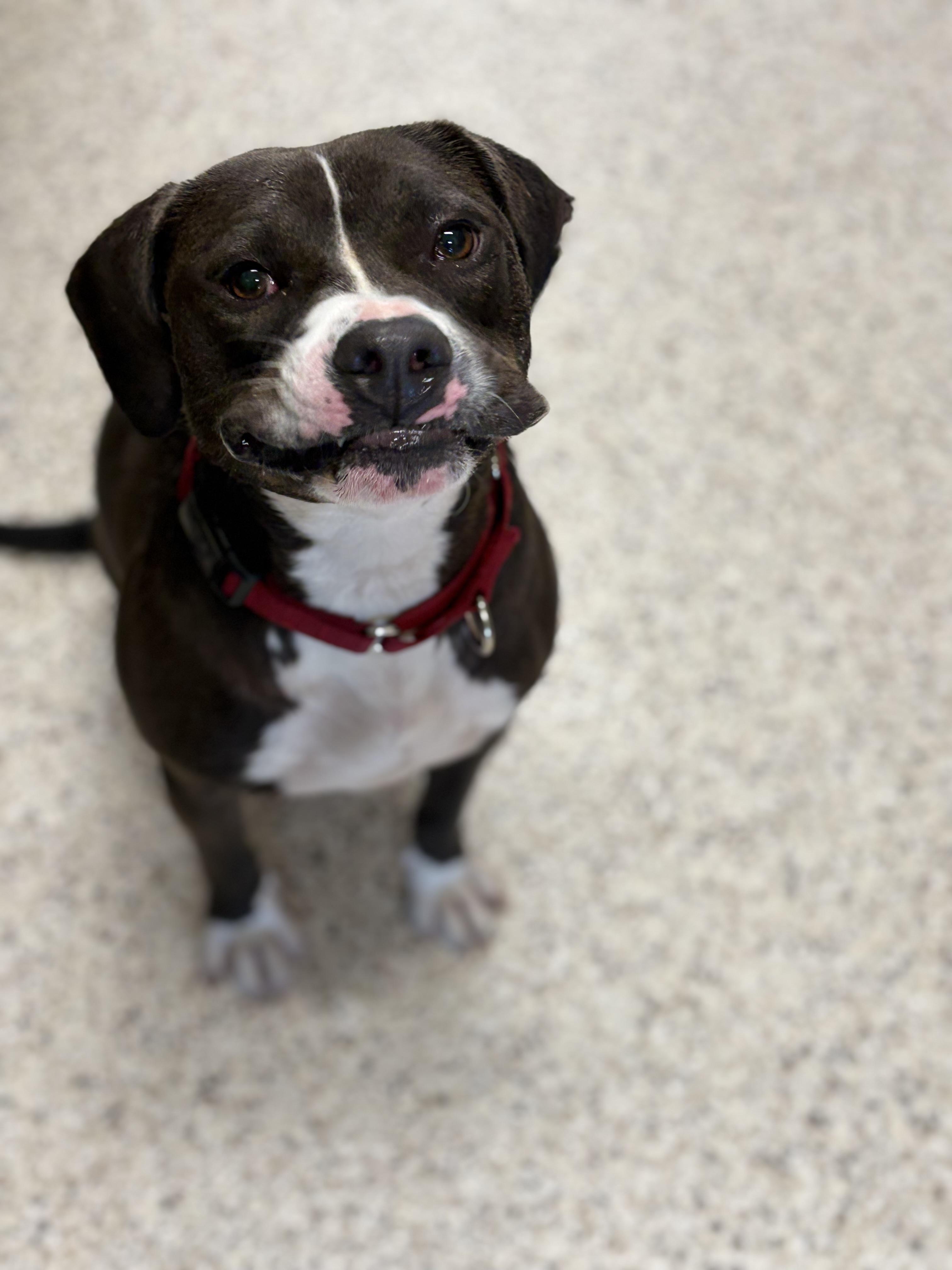 Enlarge Quest, a ADOPTABLE mixed breed in Youngstown, OH image 2/3