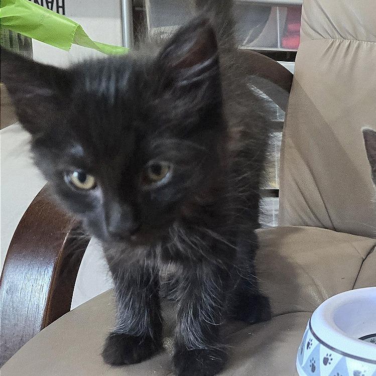 Minx, Adoptable, Kitten Female Domestic Short Hair.