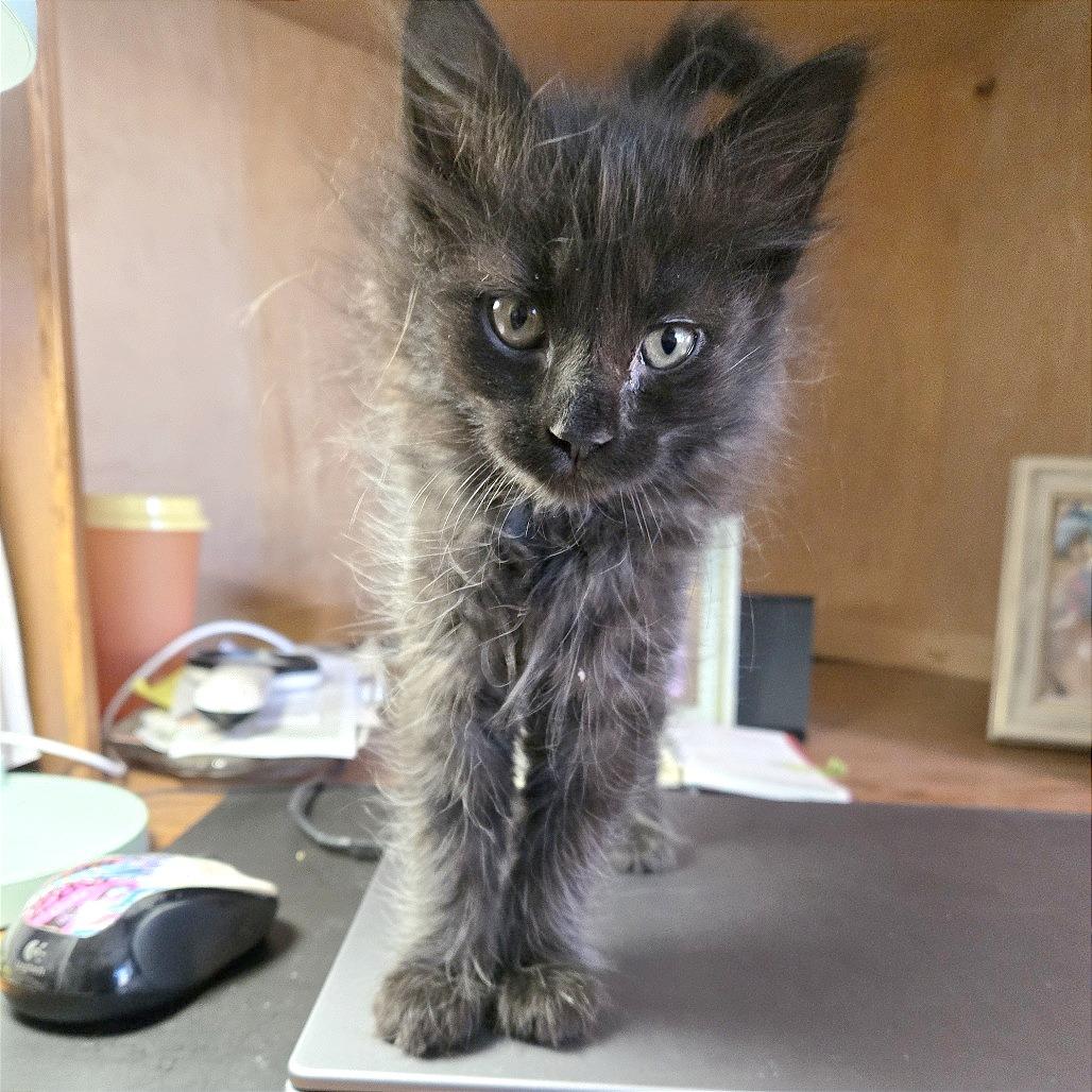 Minx, a Adoptable Domestic Short Hair in Pleasant Hill, CA image 2/3