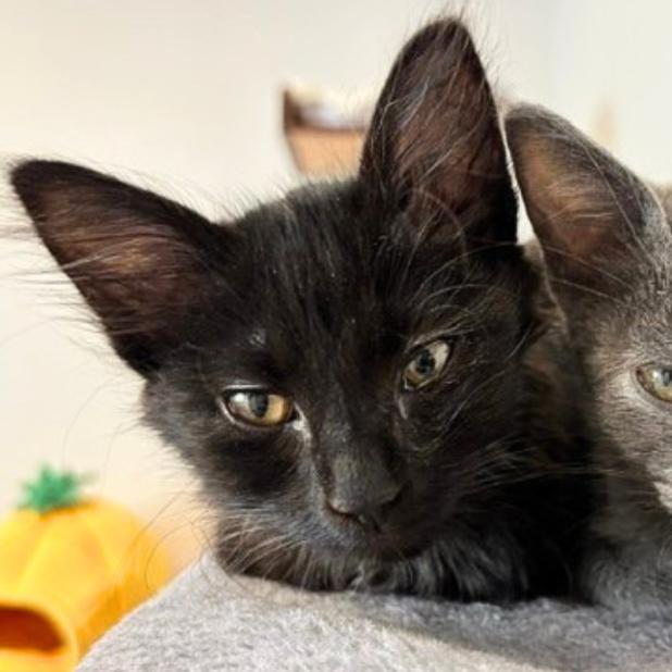 Minx, a Adoptable Domestic Short Hair in Pleasant Hill, CA image 3/3