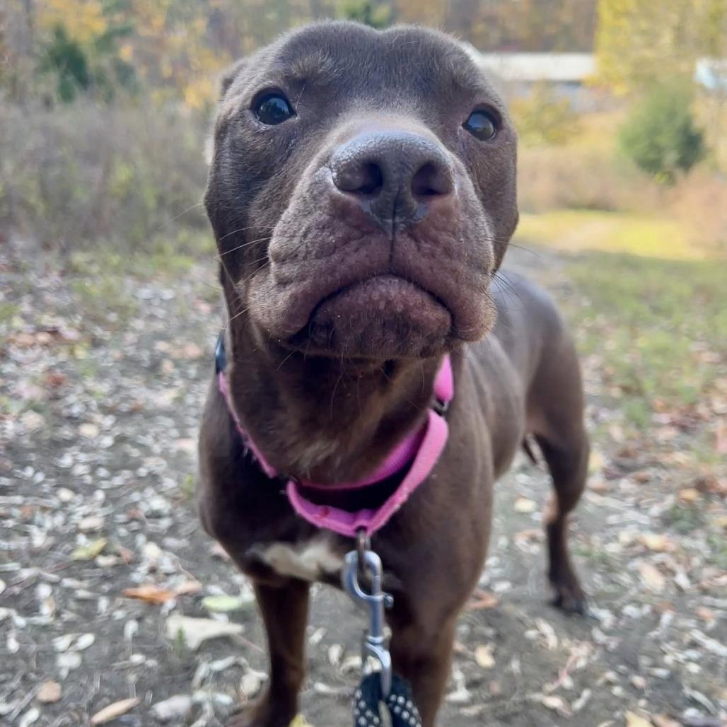 Enlarge Mayflower, a Adoptable mixed breed in Concord, NC image 1/6
