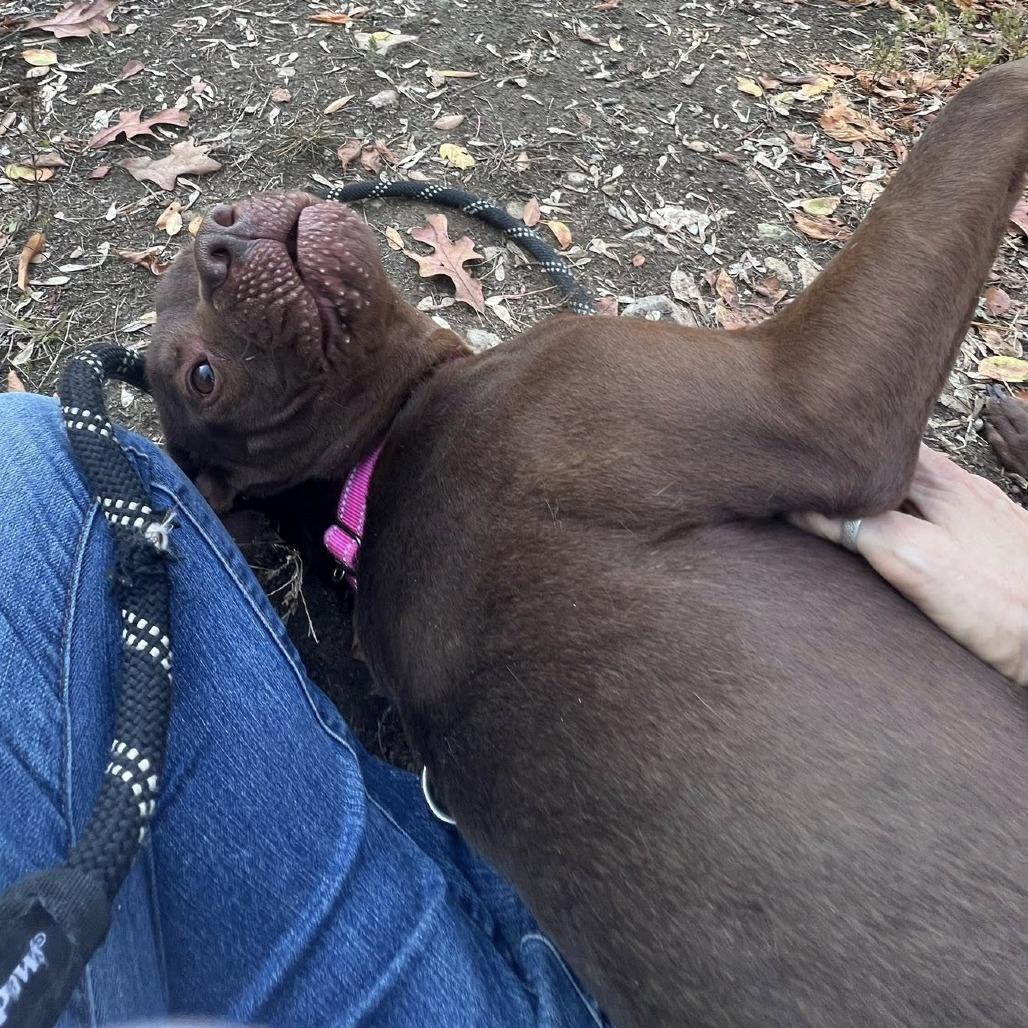 Enlarge Mayflower, a Adoptable mixed breed in Concord, NC image 2/6