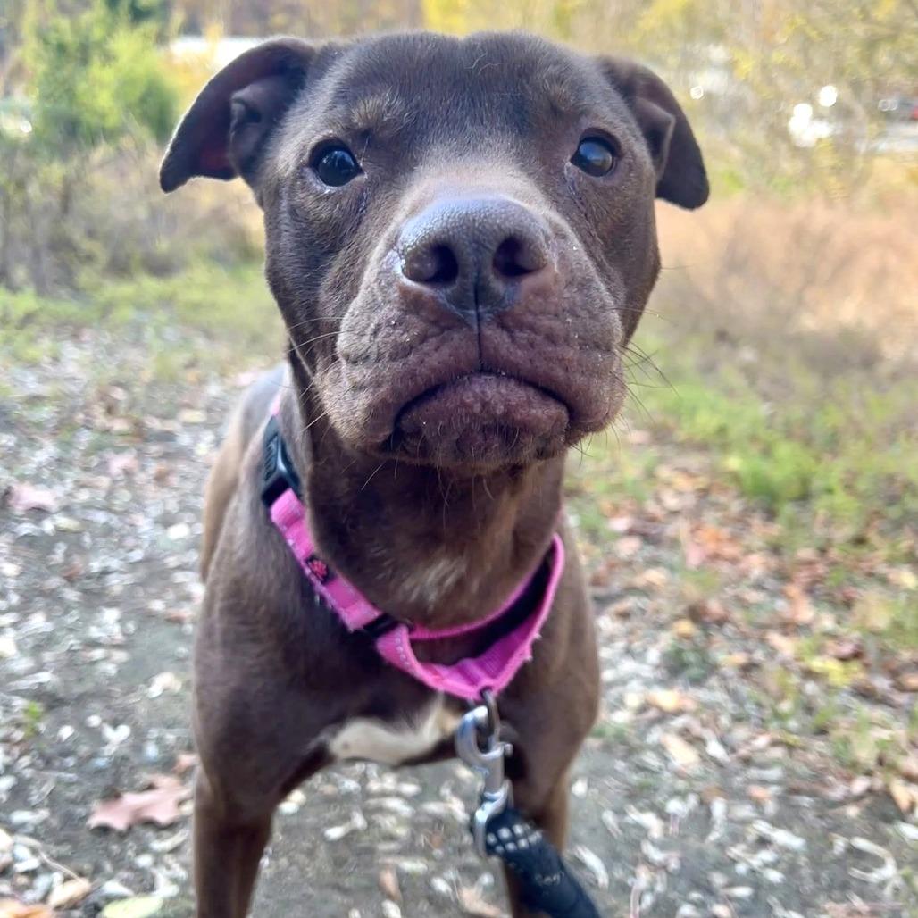 Enlarge Mayflower, a Adoptable mixed breed in Concord, NC image 3/6