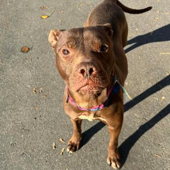 Enlarge Mayflower, a Adoptable mixed breed in Concord, NC image 4/6