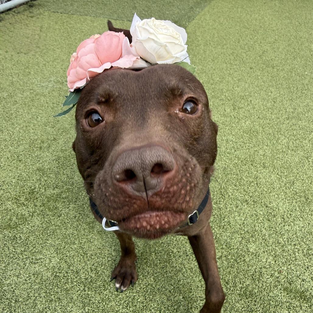 Enlarge Mayflower, a Adoptable mixed breed in Concord, NC image 5/6