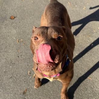 Enlarge Mayflower, a Adoptable mixed breed in Concord, NC image 6/6