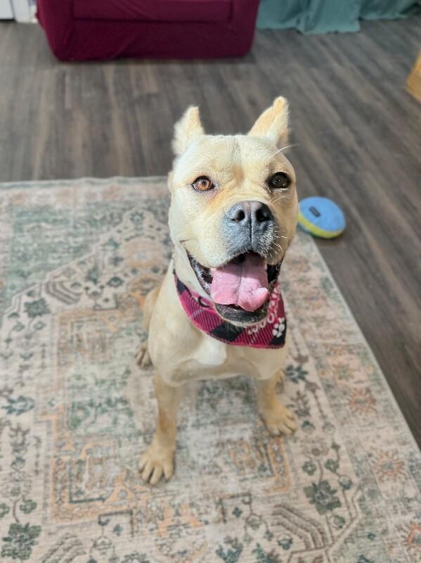 Enlarge Piper Squishy Lovebug, a Adoptable mixed breed in Cincinnati, OH image 3/6