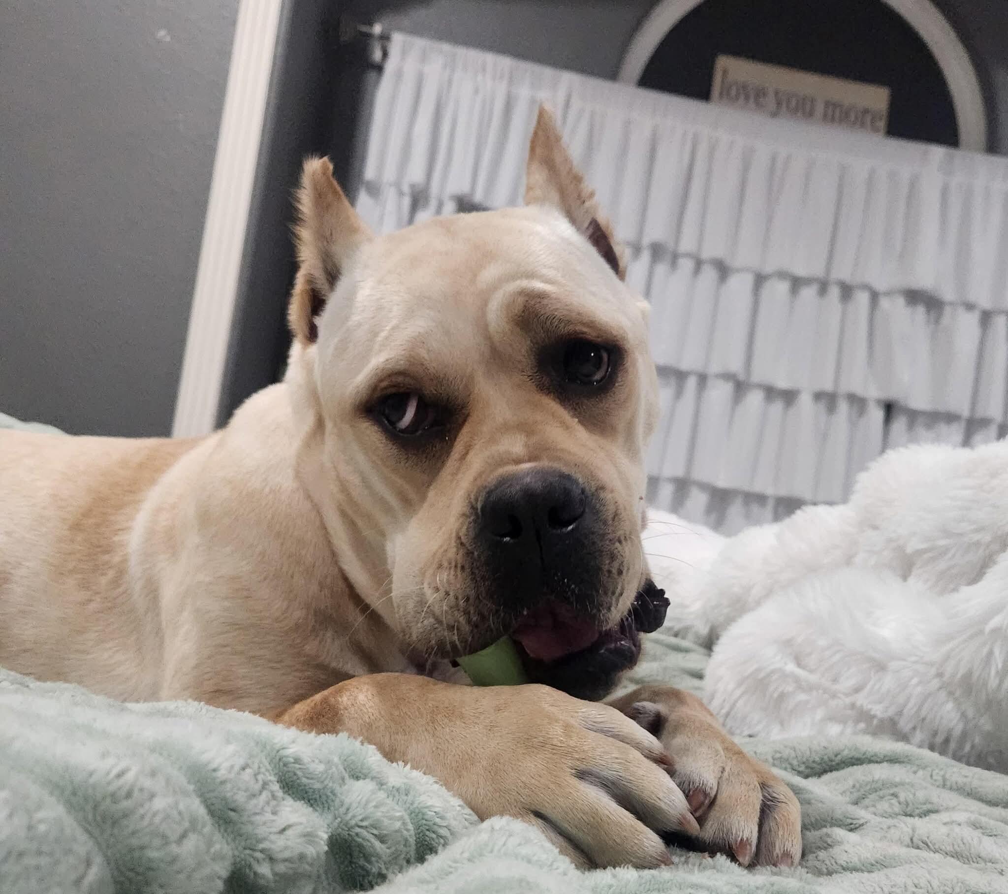 Enlarge Piper Squishy Lovebug, a Adoptable mixed breed in Cincinnati, OH image 1/6