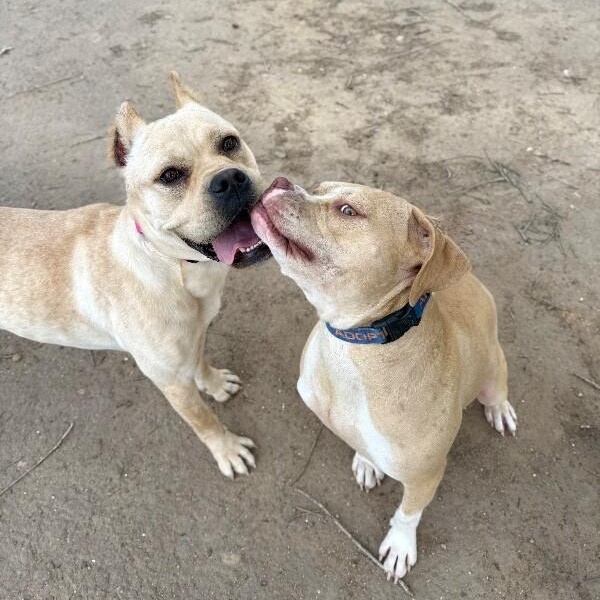 Enlarge Piper Squishy Lovebug, a Adoptable mixed breed in Cincinnati, OH image 5/6