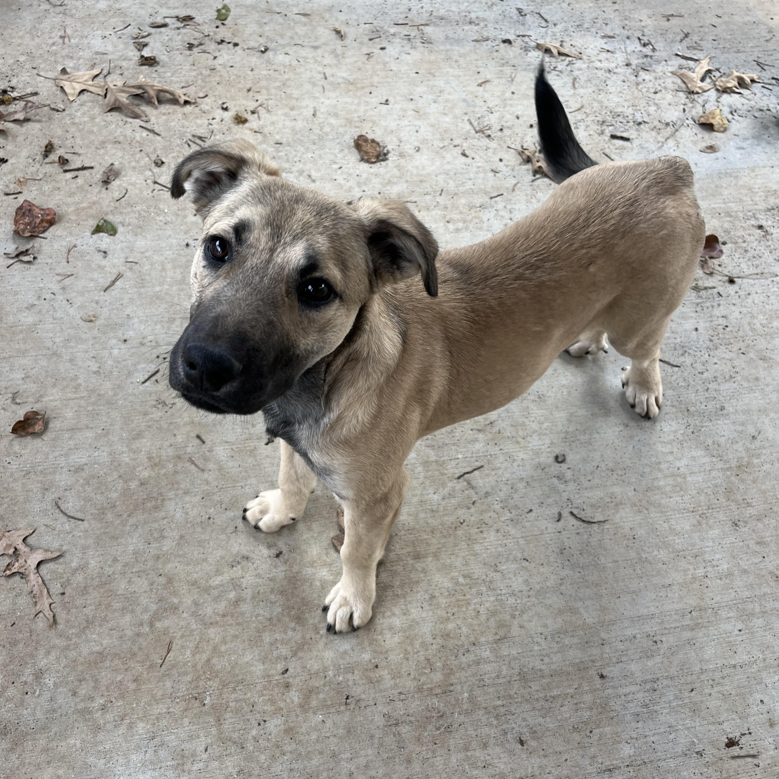 Enlarge Honey Bun , an adopted mixed breed in Loudon, TN image 4/4