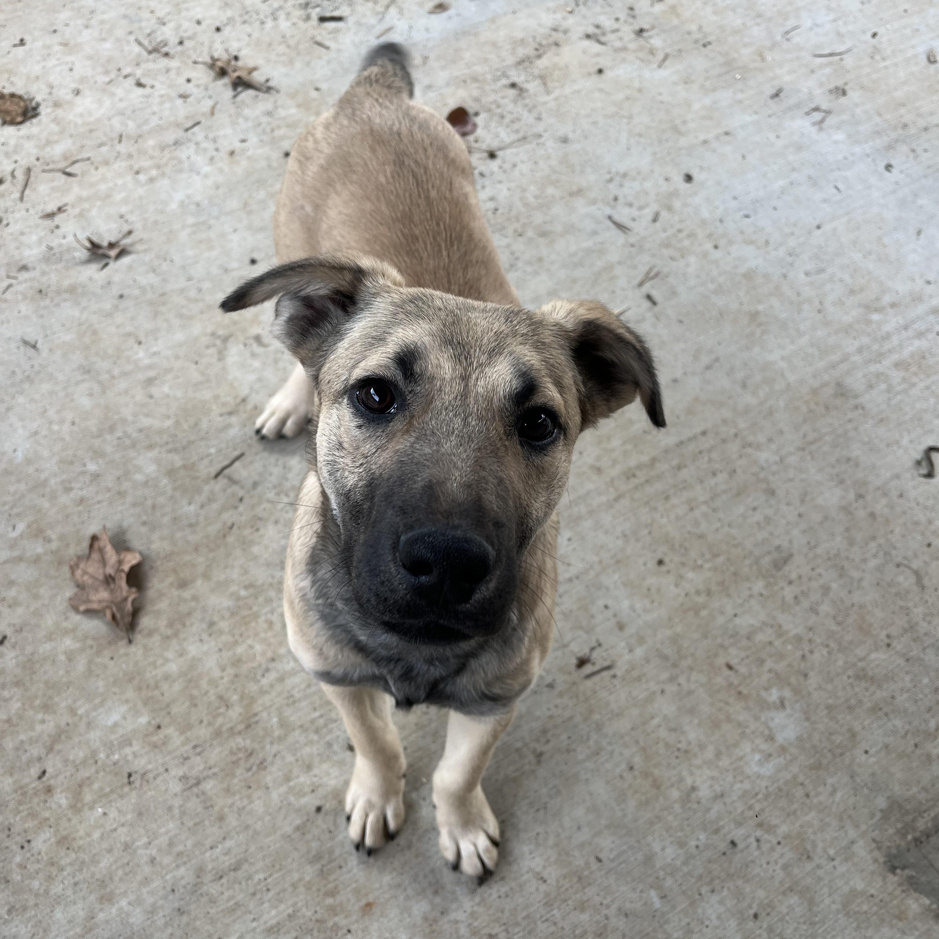 Enlarge Honey Bun , an adopted mixed breed in Loudon, TN image 1/4