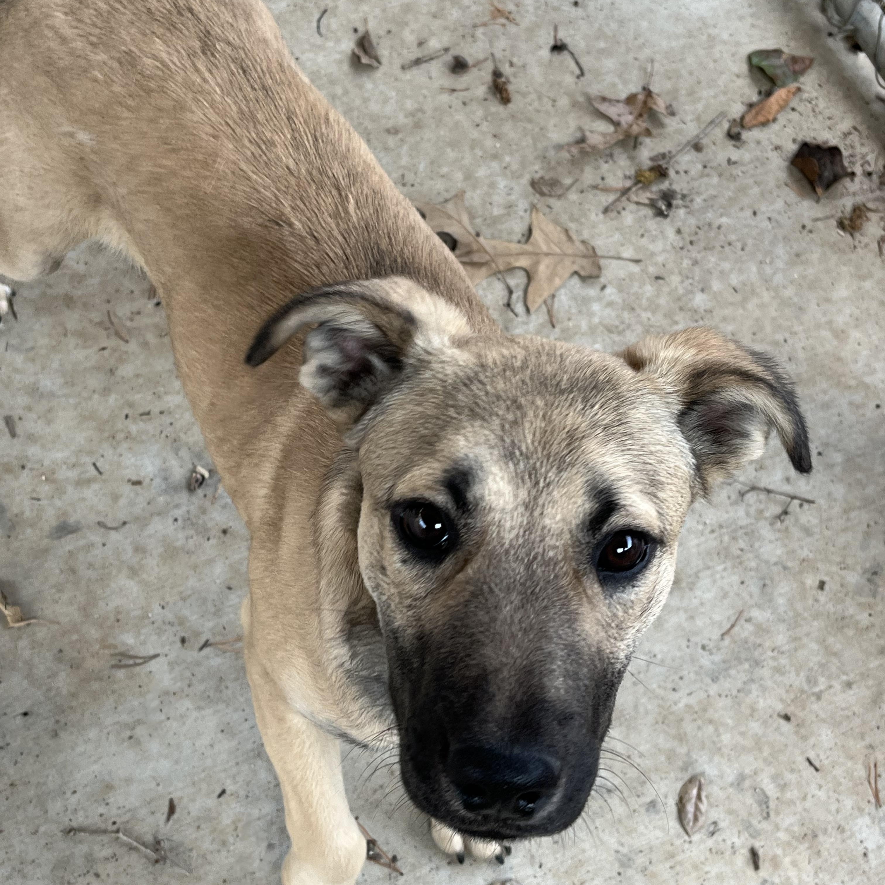 Enlarge Honey Bun , an adopted mixed breed in Loudon, TN image 3/4