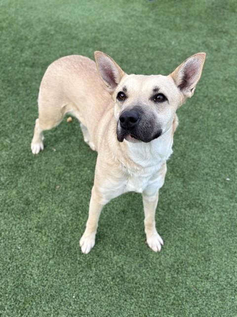 CAROL, Adoptable, Young Female Carolina Dog.