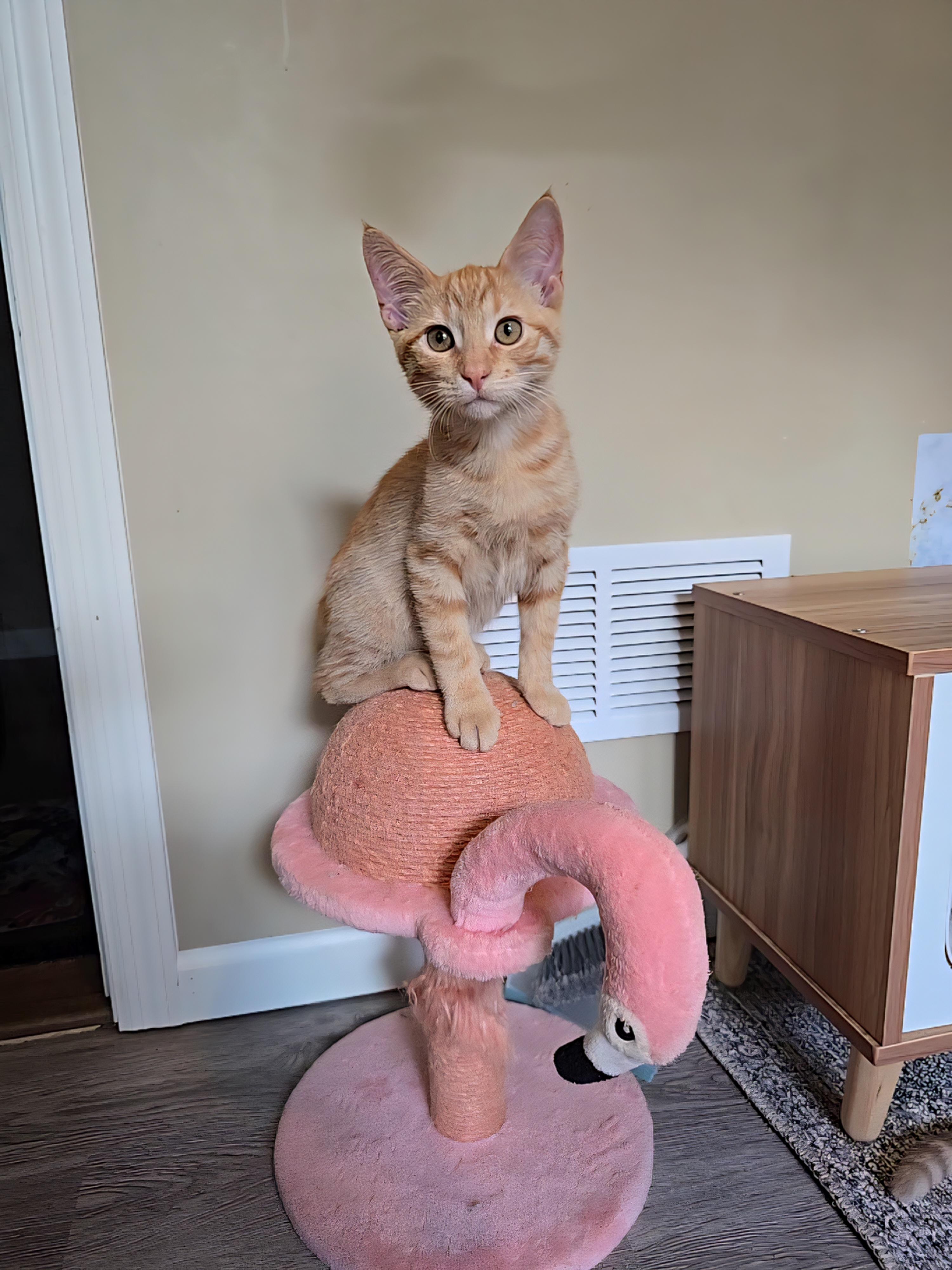 Soba, Adoptable, Kitten Male Domestic Short Hair & Tabby.