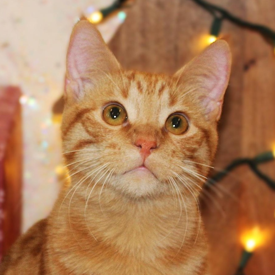 Soba, Adoptable, Kitten Male Domestic Short Hair & Tabby.