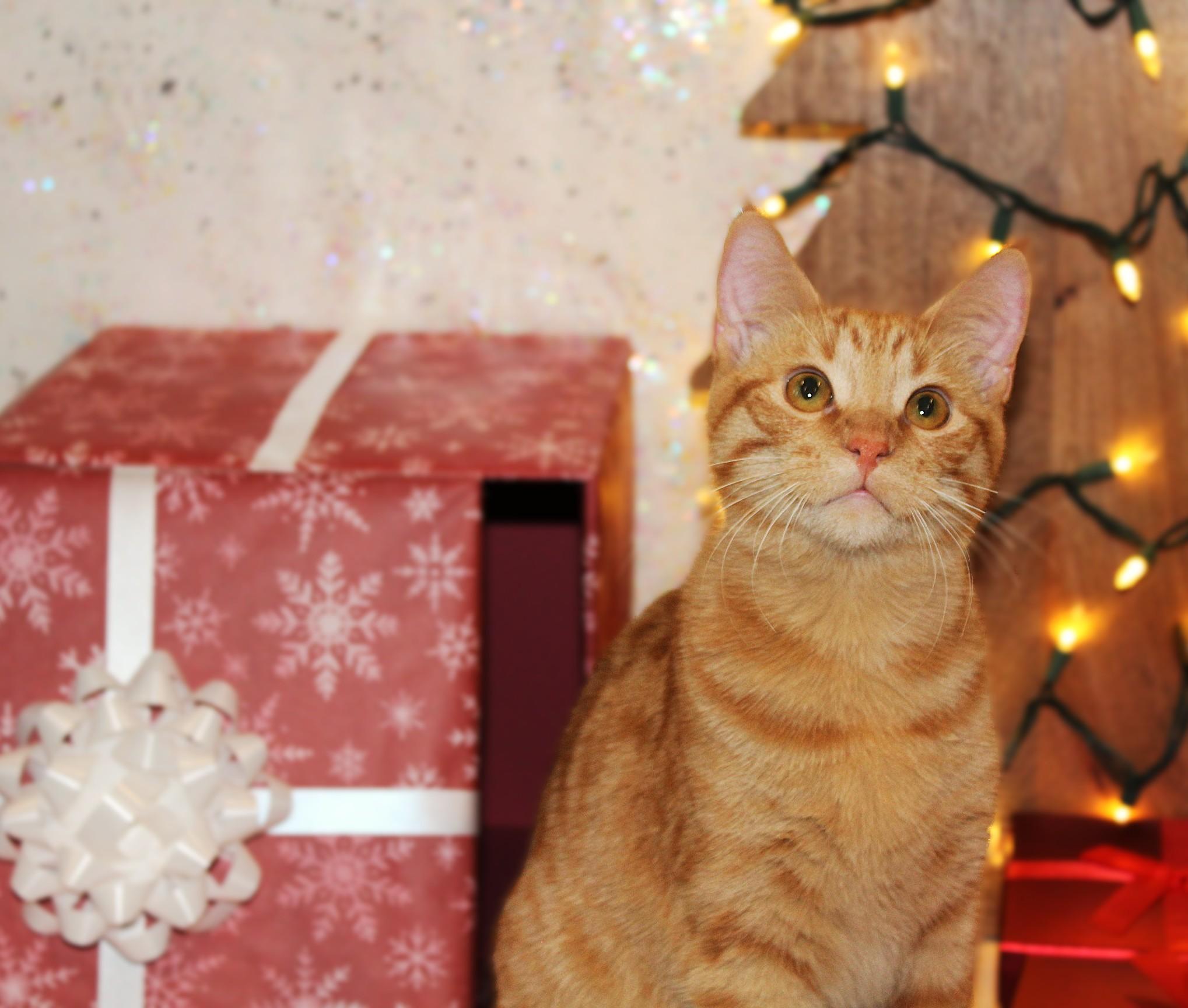 Enlarge Soba, a Adoptable mixed breed in Big Lake, MN image 2/6