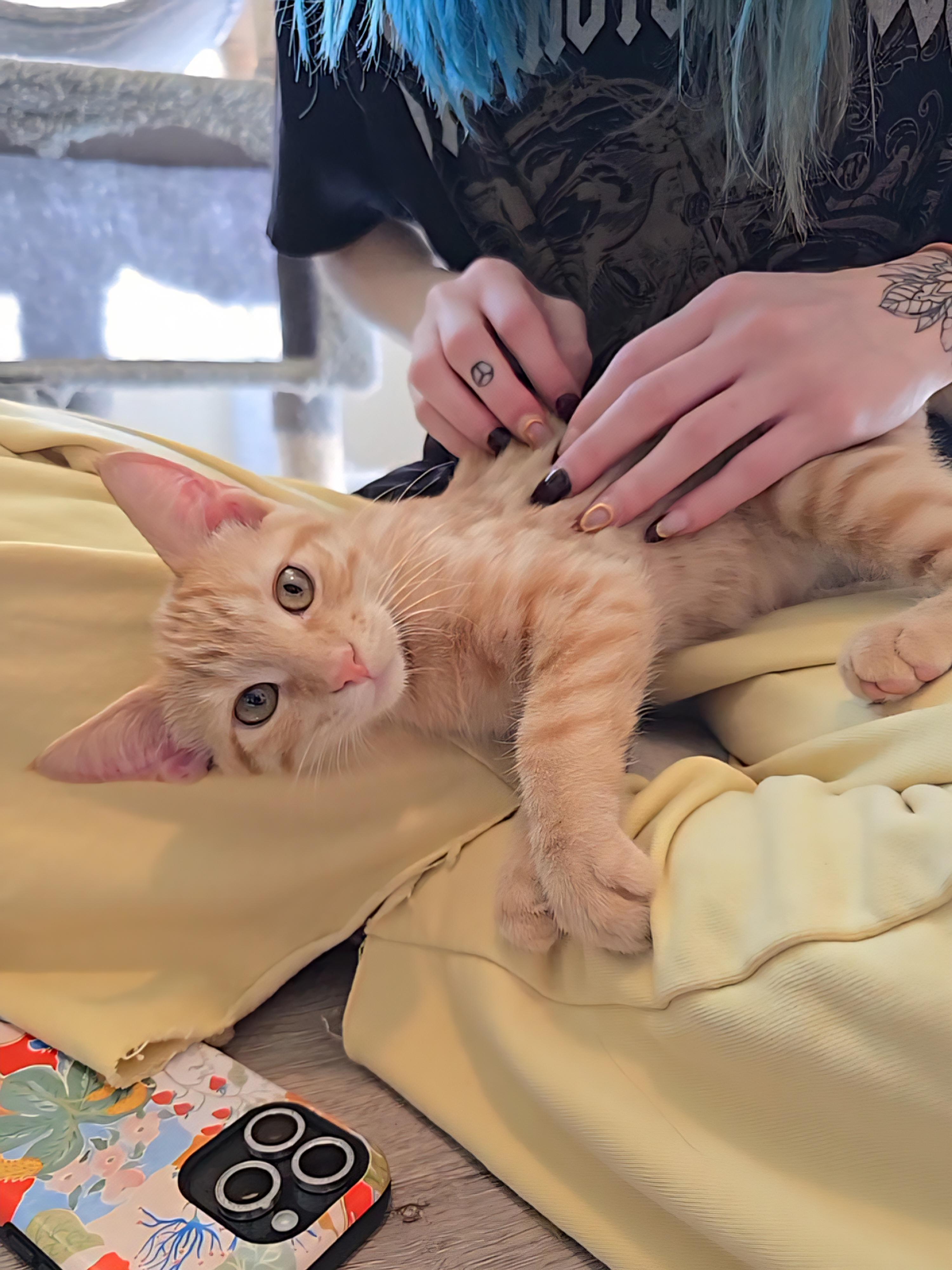 Enlarge Soba, a Adoptable mixed breed in Big Lake, MN image 3/6