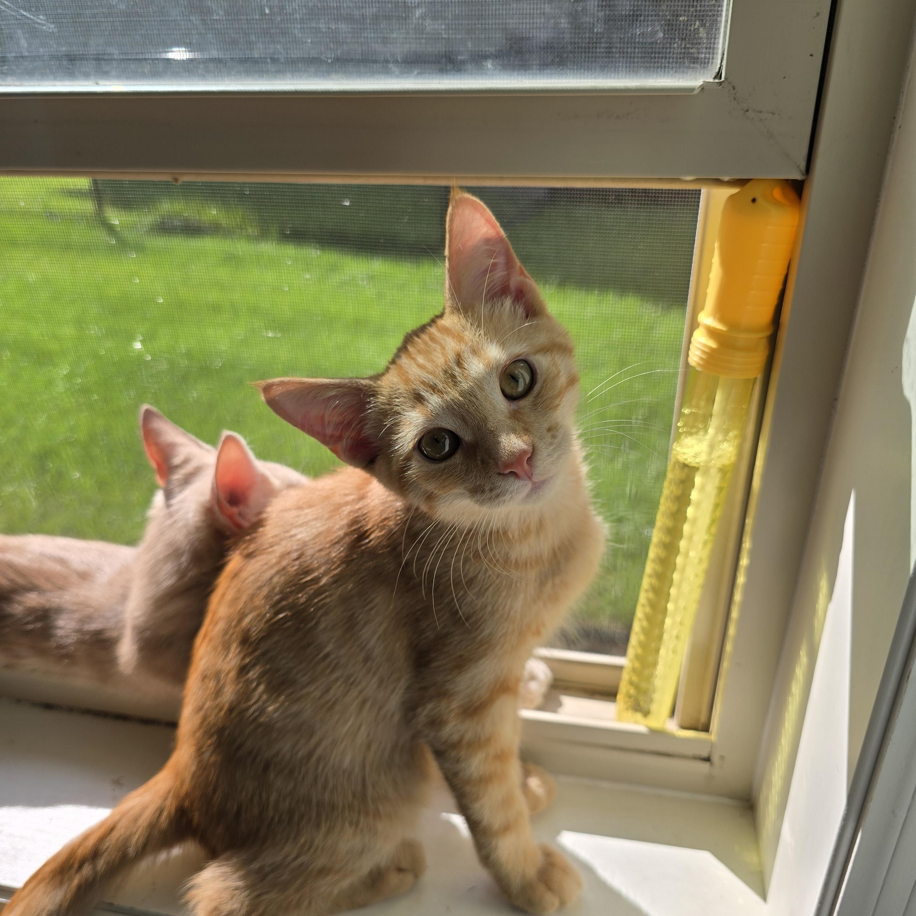 Enlarge Soba, a Adoptable mixed breed in Big Lake, MN image 4/6