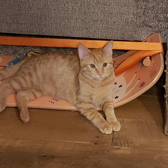 Enlarge Soba, a Adoptable mixed breed in Big Lake, MN image 5/6