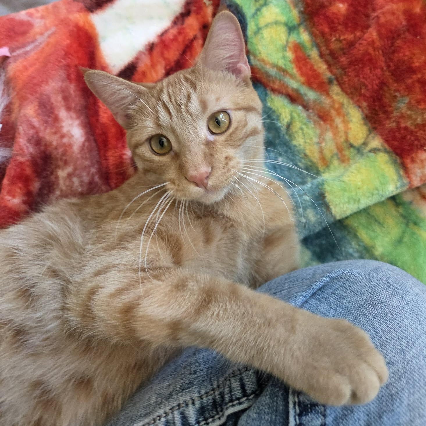 Soba, a Adoptable mixed breed in Big Lake, MN image 4/5