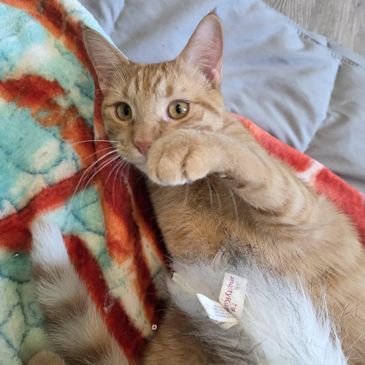 Soba, a Adoptable mixed breed in Big Lake, MN image 2/5