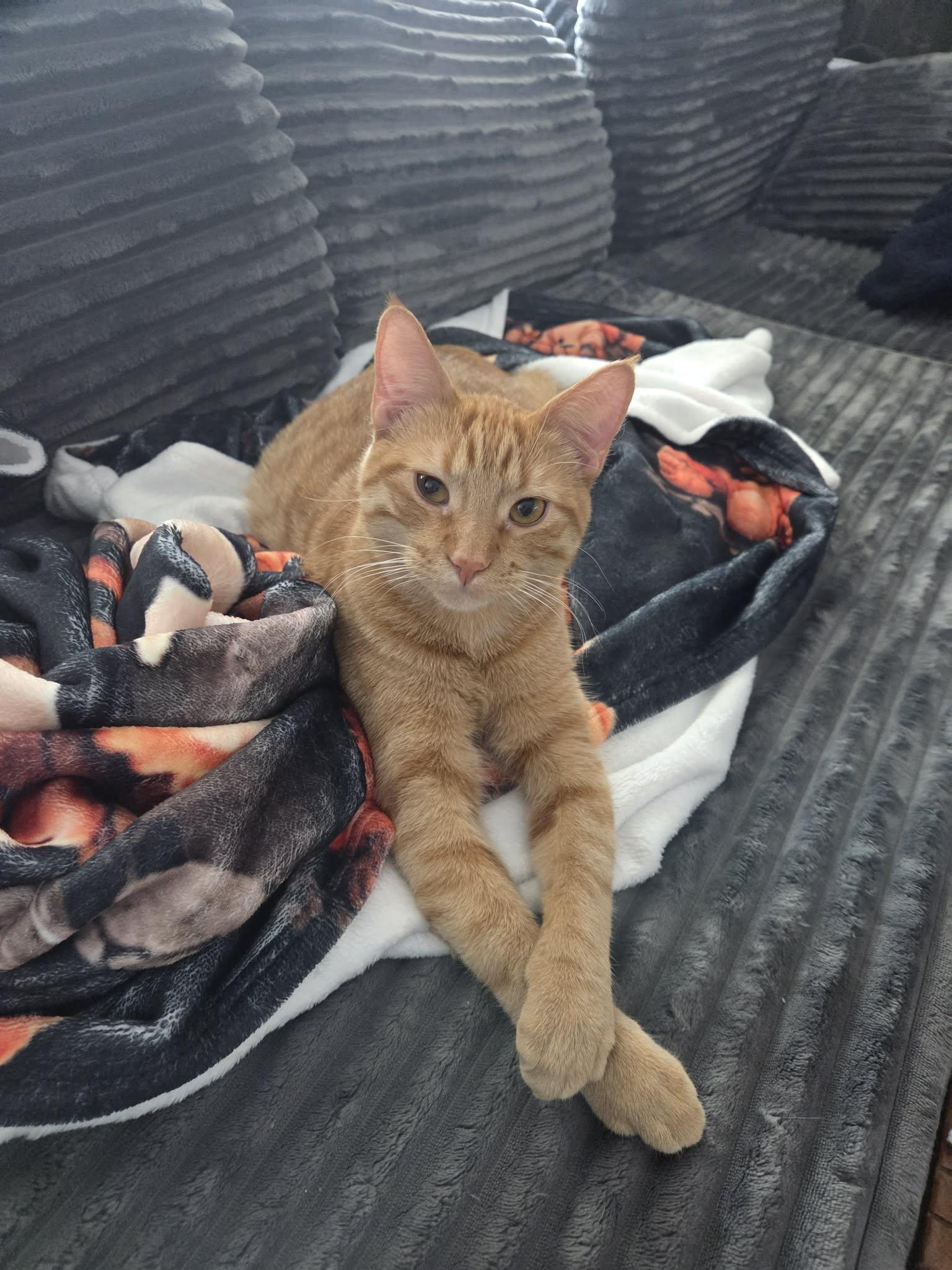 Soba, Adoptable, Kitten Male Domestic Short Hair & Tabby.