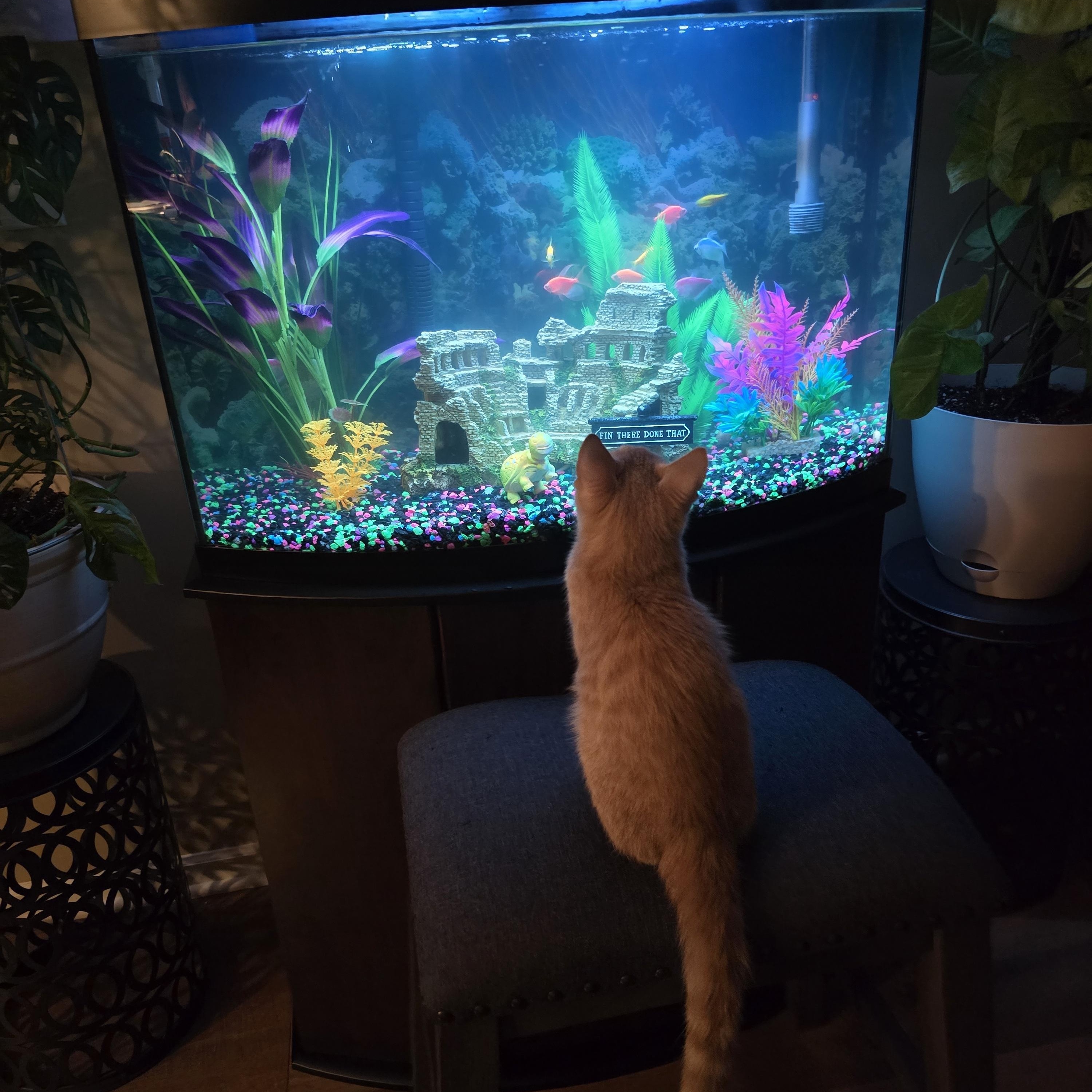 Enlarge Soba, a Adoptable mixed breed in Big Lake, MN image 6/6