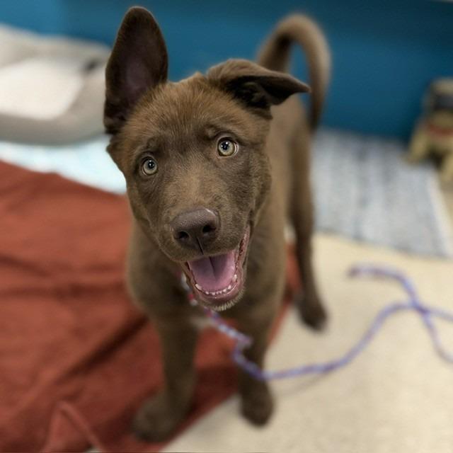 Enlarge Puppy 04/22/2026, a Adoptable mixed breed in Bullhead City, AZ image 1/2