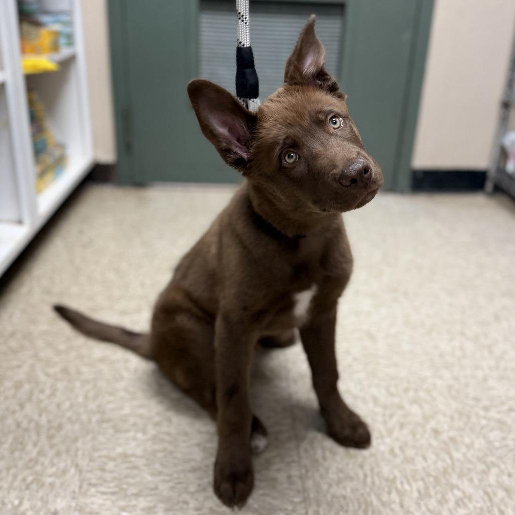 Enlarge Puppy 04/22/2026, a Adoptable mixed breed in Bullhead City, AZ image 2/2
