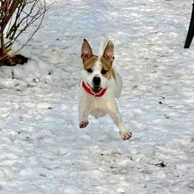 Hex, Adoptable, Adult Male Pit Bull Terrier.