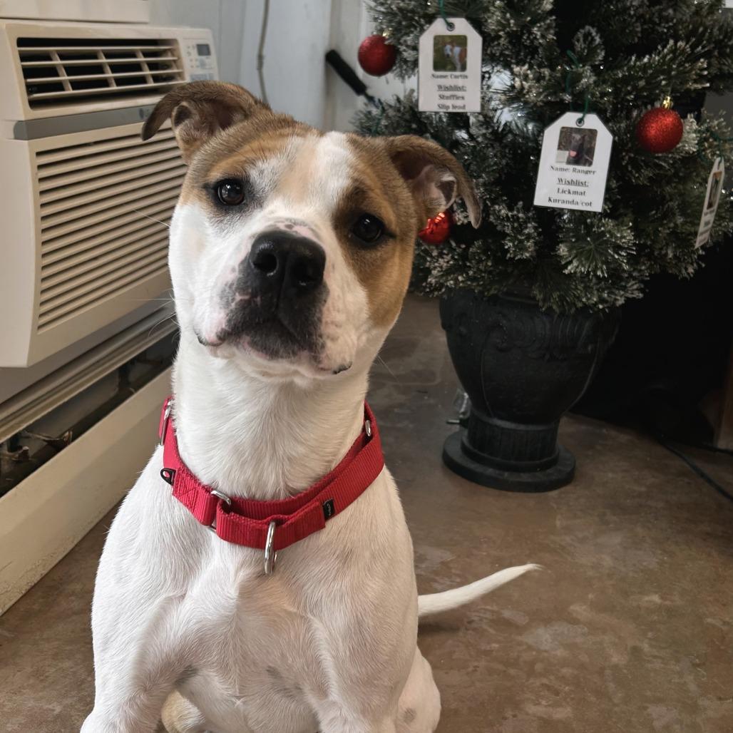 Enlarge Hex, a Adoptable Pit Bull Terrier in Deerfield, IL image 2/5