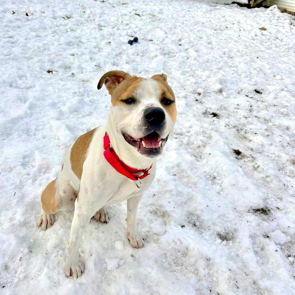Enlarge Hex, a Adoptable Pit Bull Terrier in Deerfield, IL image 3/5