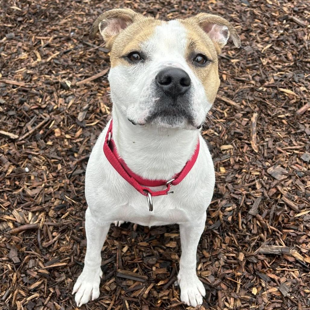 Enlarge Hex, a Adoptable Pit Bull Terrier in Deerfield, IL image 4/5
