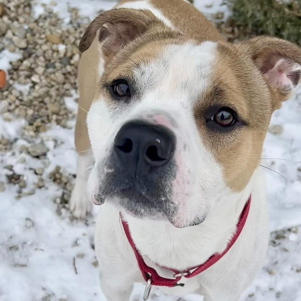 Enlarge Hex, a Adoptable Pit Bull Terrier in Deerfield, IL image 5/6