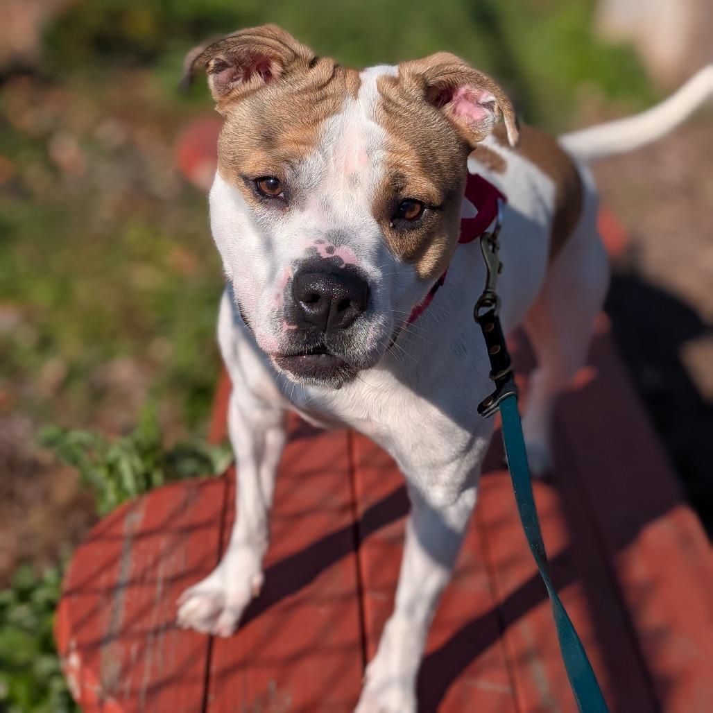 Enlarge Hex, a Adoptable Pit Bull Terrier in Deerfield, IL image 5/5